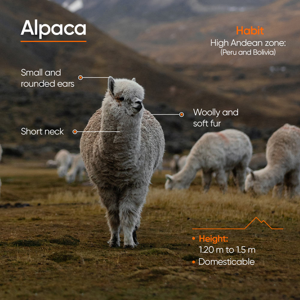 Alpacas