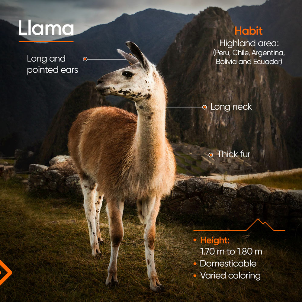 Llama