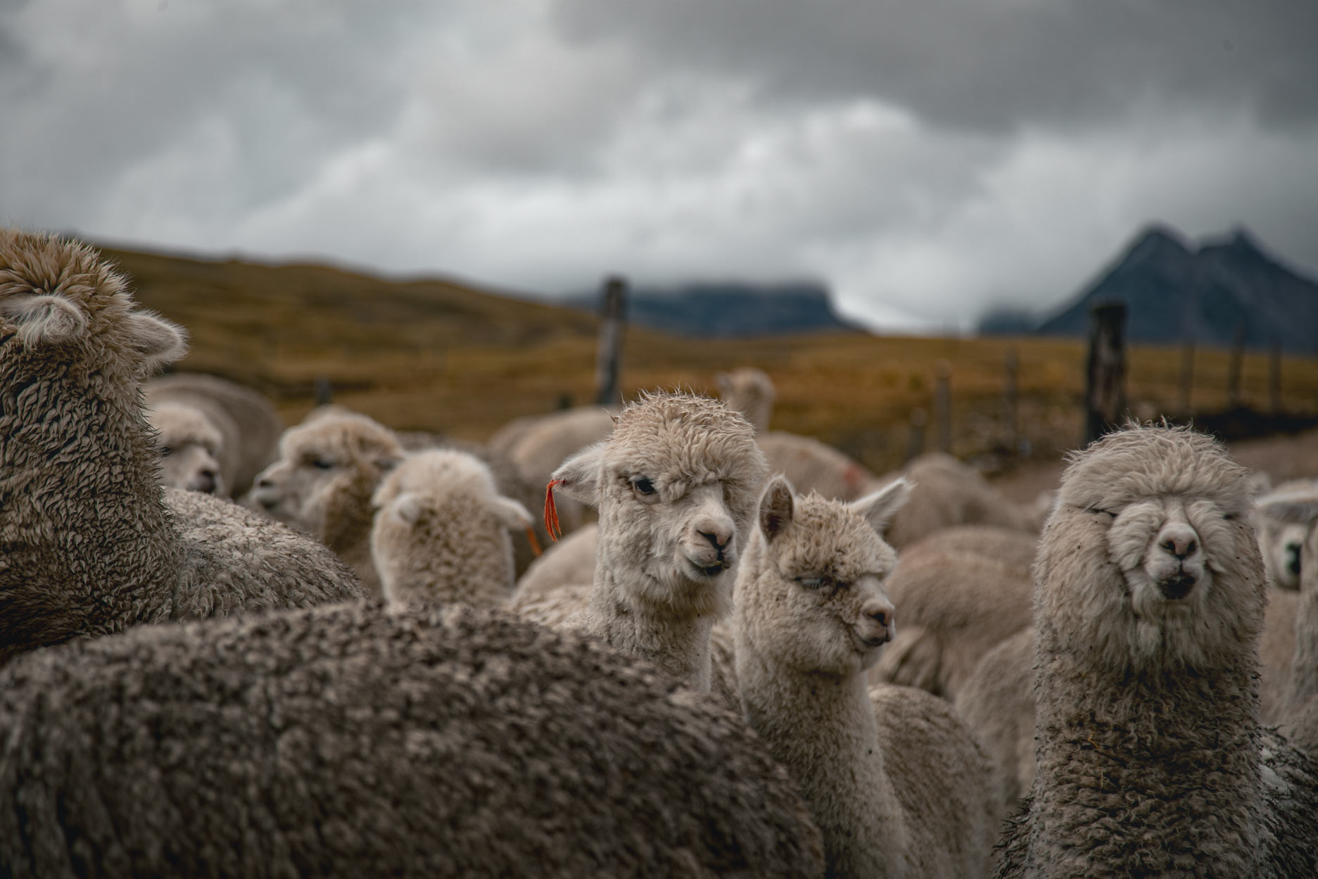 Wildlife Encounters On Ausangate Trek: Llamas, Alpacas & Vicuñas In Their Element