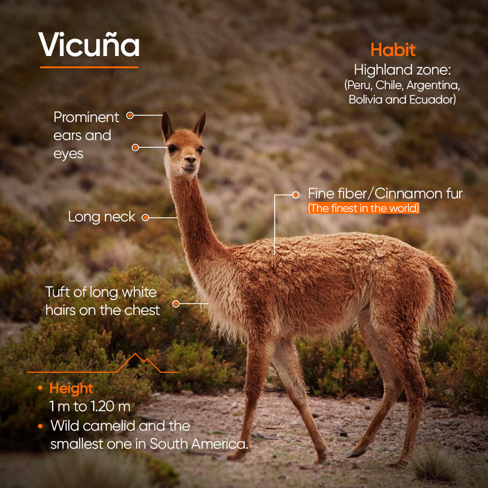 Vicuñas