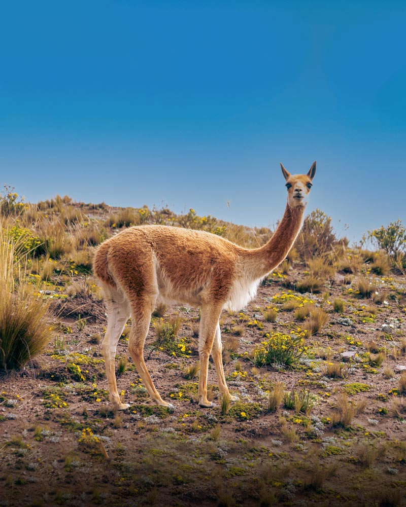 Vicuna on the Ausangate Route.