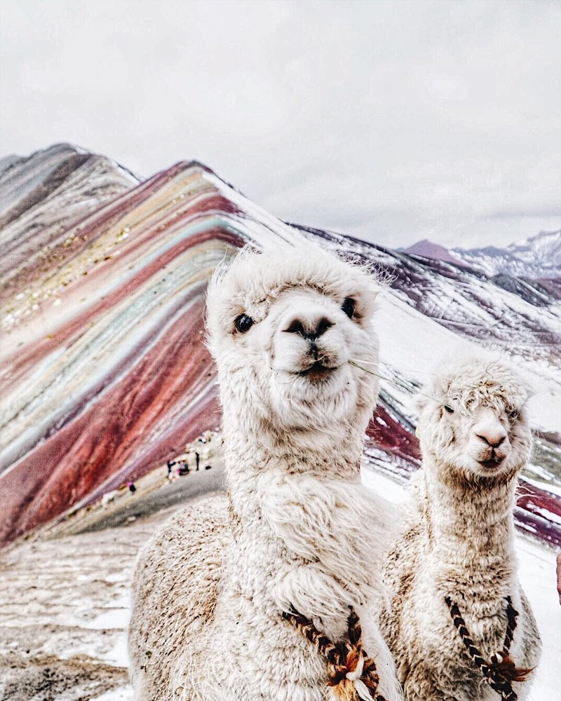 White llamas at a snowy Rainbow Mountain