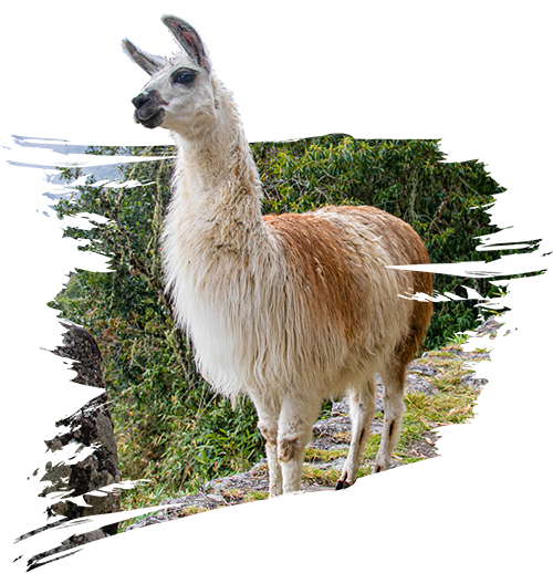 Llama in the high mountains of Ausangate